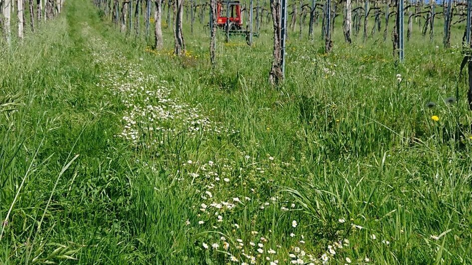 BlühenderWeingarten | © Fam. Deutschmann