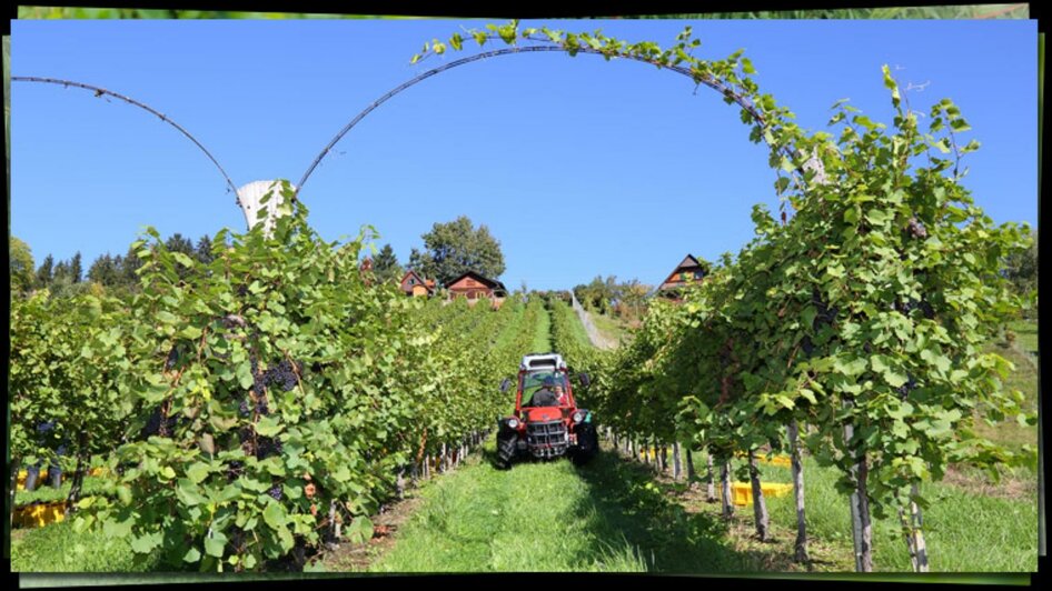 Traktor | © Weingut Haubensima