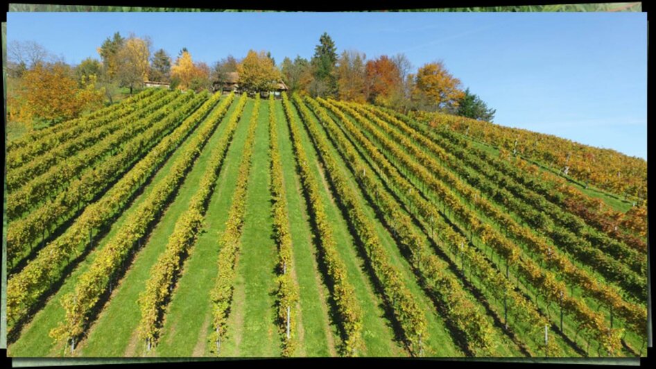 Weingärten | © Weingut Haubensima