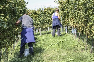 Weinlese | © Weingut Hofer