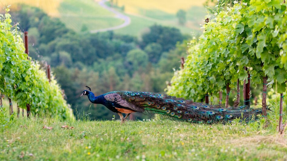 Pfau Gamlitz Weingarten | © Harry Schiffer, TV Gamlitz