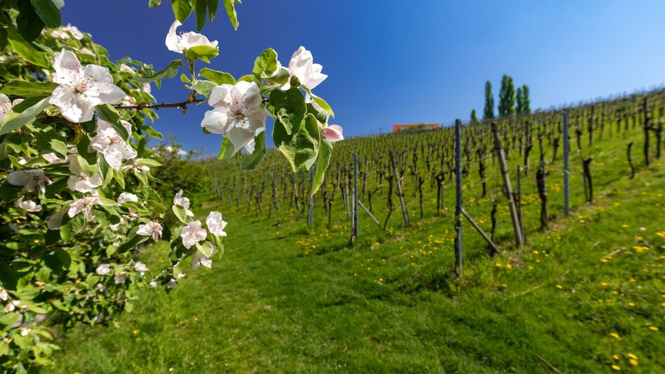 Gamlitz Weingarten Frühling | © Harry Schiffer, TV Gamlitz