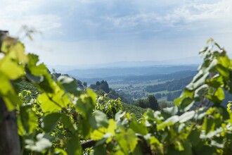 Das Wildbachtal rund ums Weingut Koller | © Fam. Koller