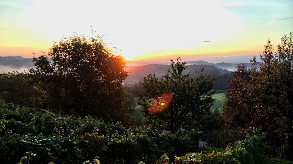 Ausblick | © Weingut Müller