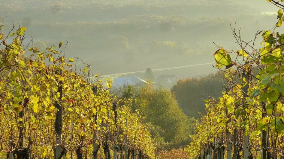 Blick auf den Betrieb | © Familie Pock