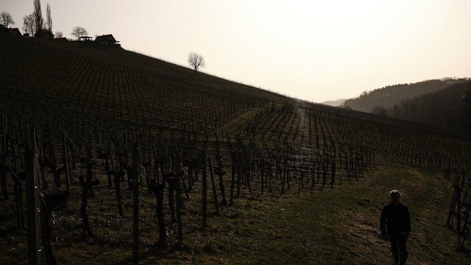 Weingarten | © Weingut Polz