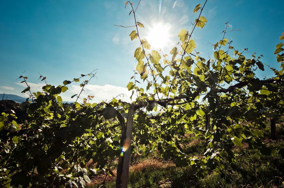 Weingut Ulz - Impression #1 | © Schilcherland Steiermark