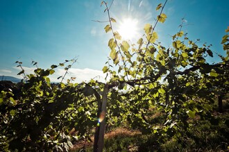 Weingarten | © Schilcherland Steiermark