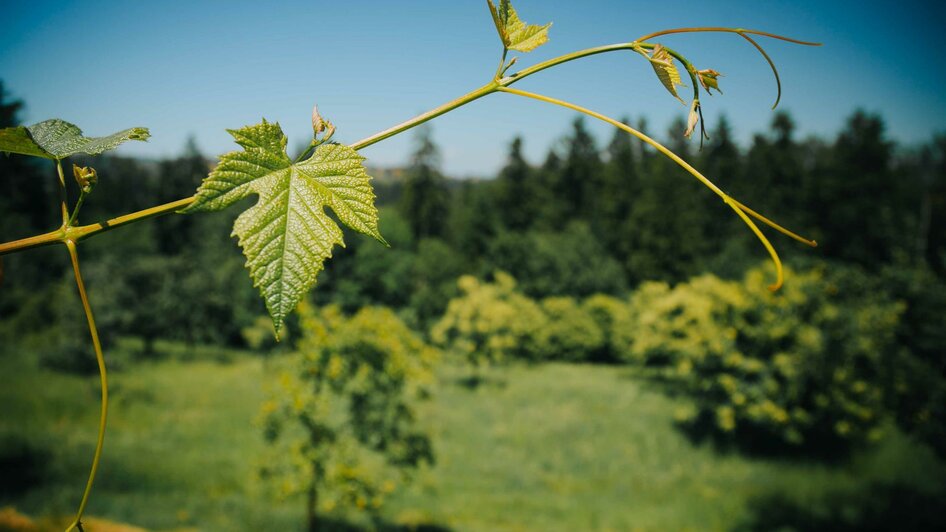 Weinrebe | © Schilcherland Tourismus