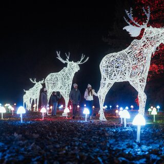 LUMAGICA Lichterpark Frohnleiten – leuchtende Elch | © Region Graz-studio draussen