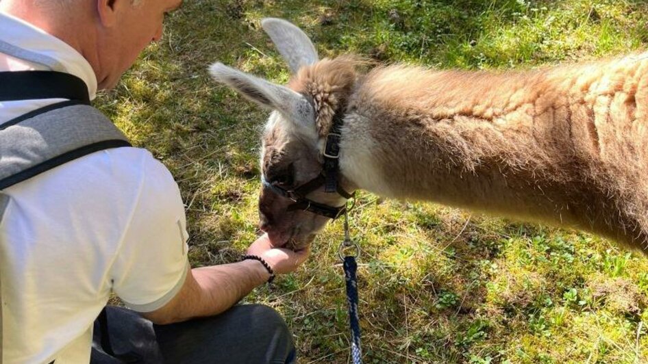 Snack für das Lama | © Lama-Touren auf der Alm-Gigleitner-Orso