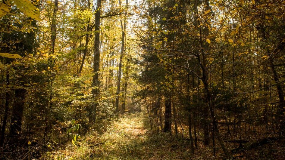 Herbststimmung | © Kurkommission Bad Blumau