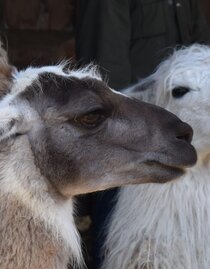 Fütterung der Lama | © Carolina Gigleitner | © Carolina Gigleitner Fütterung der Lama | © Carolina Gigleitner | © Carolina Gigleitner