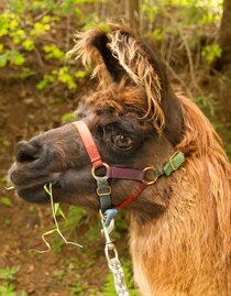 Lama Maxi | © Carolina Gigleitner | © Carolina Gigleitner Lama Maxi | © Carolina Gigleitner | © Carolina Gigleitner