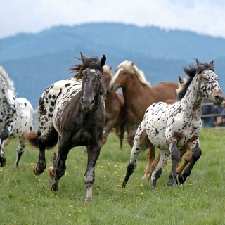 Ross auslassen_Herde_Oststeiermark | © Heinz Toperczer