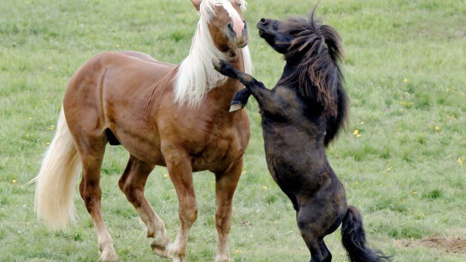 Ross auslassen_Pony_Oststeiermark | © Heinz Toperczer