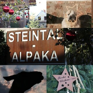Steintal-Alpaka | © (c) Steintal-Alpaka