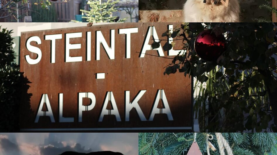 Steintal-Alpaka | © (c) Steintal-Alpaka