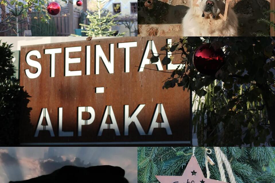 Steintal-Alpaka | © (c) Steintal-Alpaka