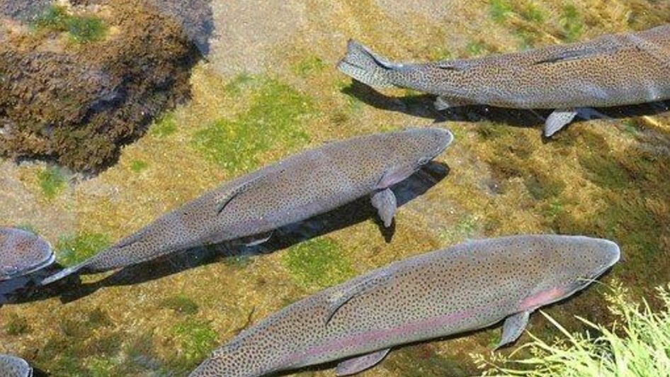 Fischen im Sattental | © Symbolfoto