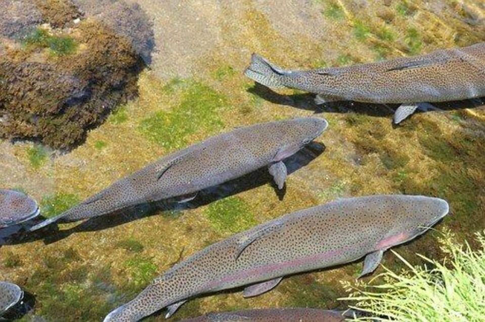 Fischen im Sattentalbach - Impression #1 | © Symbolfoto
