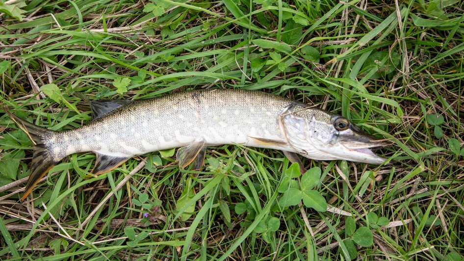 Fisch | © Fischereiverein Irdning