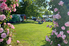 Ölspur Camping mit Rosen