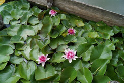 schwimmen_neben_farbpr_chtigen_seerosen