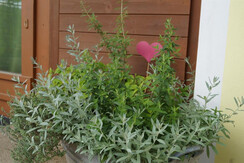 frischer_kr_uterduft_umspielt_die_nase