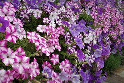 Haus Alpenhof, Bad Aussee, Blumengarten