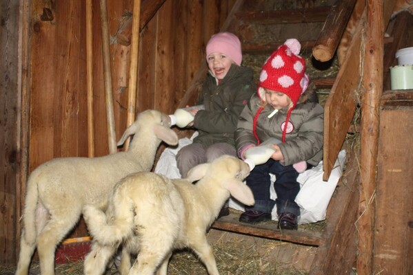 füttern der Lämmer