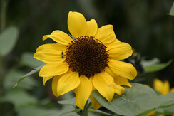 Sommer in Schladming