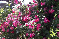 Arnoldhof Rosenblüte