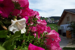Ansicht Blumen