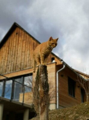 Bauernhof Familie Kure Katze | © Bauernhof Familie Kure | Ines Kure