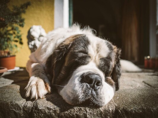 Unser_Hofhund | © Stefan Leitner