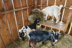 Mini Zwergziegen Camping am Badesee