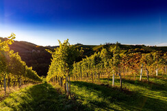 TVGamlitz_HarrySchiffer8