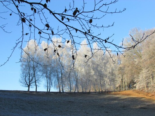 Hauswiese mit Birkenallee | © Familie Wageneder