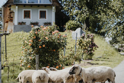 Herbsthof Leutschach WEB (C) nicoleseiser-at-30