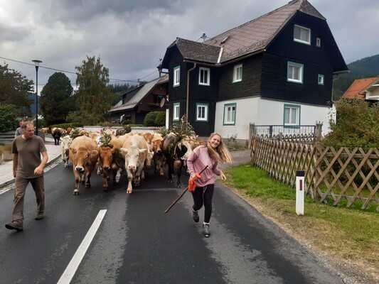 FerienhausKargl-Almabtrieb-Murtal-Steiermark | © Ferienhaus Kargl