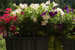 22 Sommer Blumenkasten