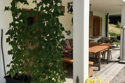 27 Sommer Blickschutz