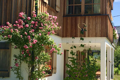 34 Sommer, FeWo mit Kletterrose