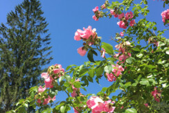 03 Sommer - Kletterrose