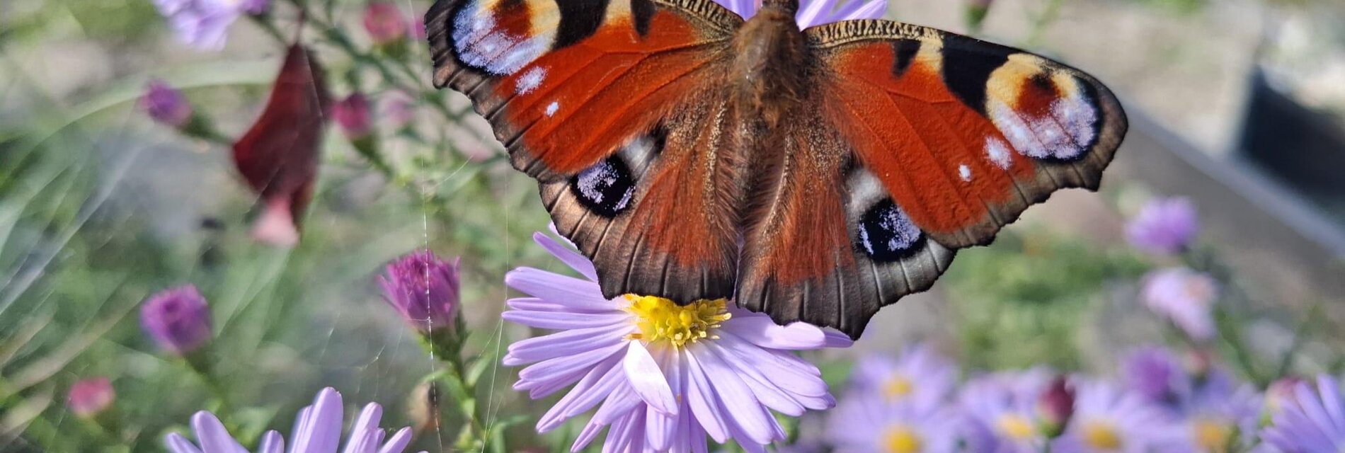 Schmetterling Garten