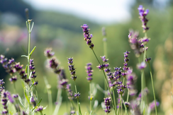 Lavendel