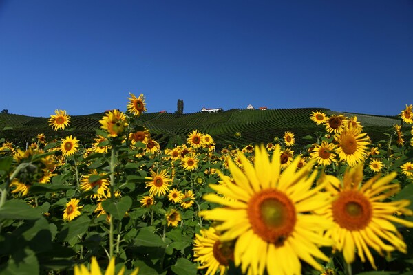 Sonnenblume | © TV Gamlitz