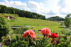 IMG_6664
