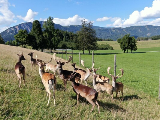 Frankenhof_Damwild_Foto Krempl | © Frankenhof